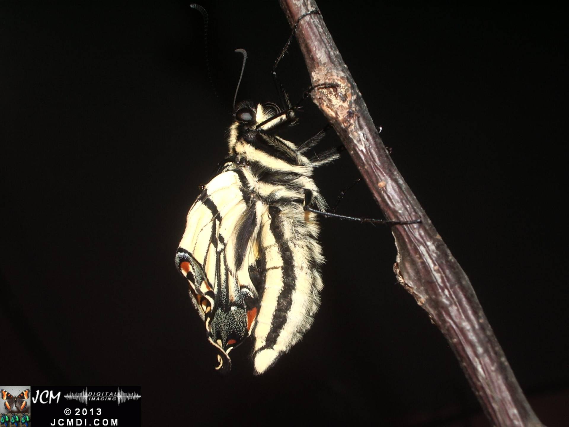 Western Tiger SwallowtIl Papilio rutulus
